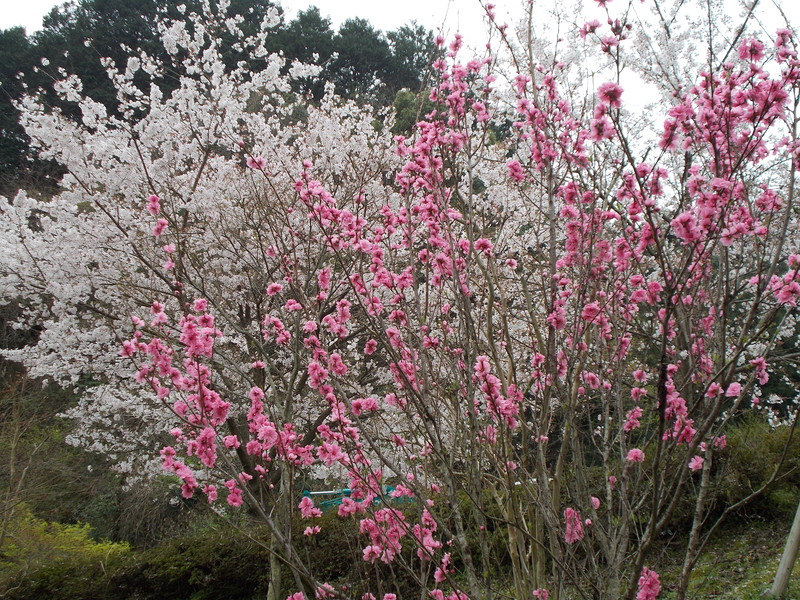 龍華霊園の春の風景