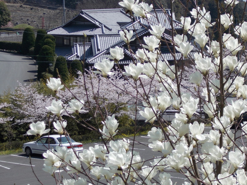 龍華霊園の春の風景